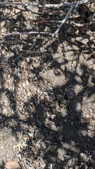 Phrynosoma blainvillii