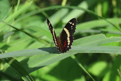 Anartia fatima