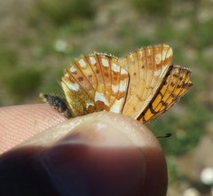 Boloria napaea