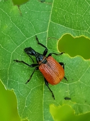 Apoderus coryli