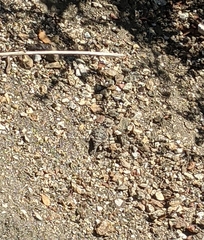 Phrynosoma blainvillii