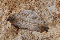 Laspeyria flexula