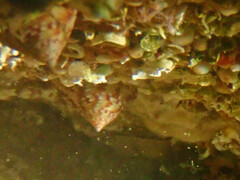 Calliostoma zizyphinum