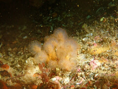 Aplidium punctum