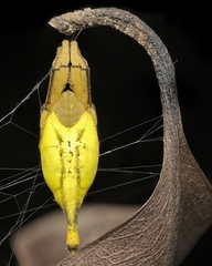 Arachnura