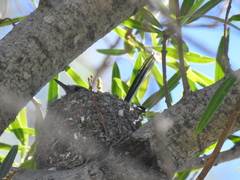 Polioptila dumicola