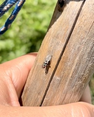 Anthomyia procellaris