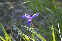 Iris ruthenica