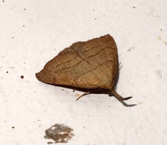 Polypogon tentacularia