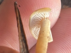 Galerina semilanceata