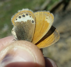 Coenonympha gardetta darwiniana