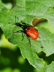 Apoderus coryli