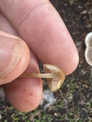 Galerina semilanceata