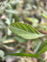 Amaranthus retroflexus