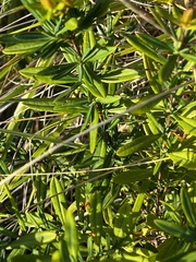 Hypericum kalmianum