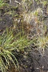 Juncus castaneus