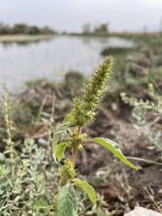 Amaranthus retroflexus