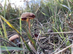 Laccaria laccata