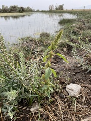 Amaranthus retroflexus