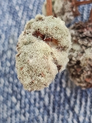 Botrytis latebricola