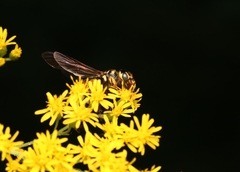 Myzinum quinquecinctum