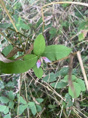 Desmodium canadense