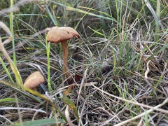 Laccaria laccata