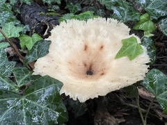 Polyporus tuberaster