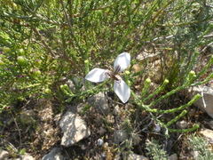 Moraea unguiculata