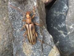 Ortholeptura valida