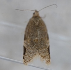 Clepsis virescana