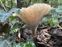 Polyporus tuberaster