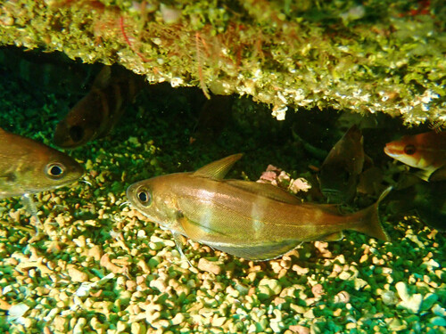Pouting (Trisopterus luscus) — Gadidae