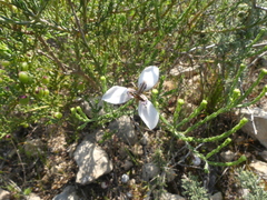 Moraea unguiculata
