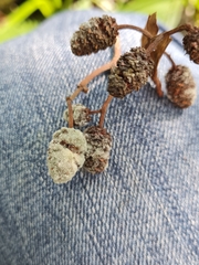 Botrytis latebricola
