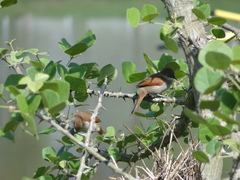 Certhiaxis cinnamomeus