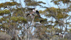 Himantopus leucocephalus