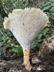 Polyporus tuberaster