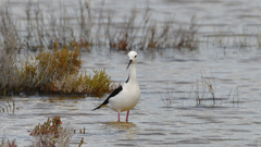 Himantopus leucocephalus