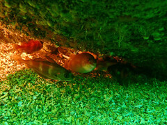 Ctenolabrus rupestris