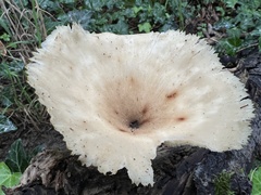 Polyporus tuberaster