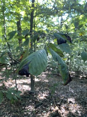 Litylenchus crenatae