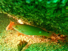 Ctenolabrus rupestris