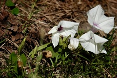 Ipomoea pandurata