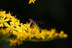 Pelecinobaccha costata