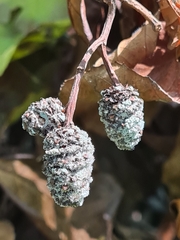 Botrytis latebricola