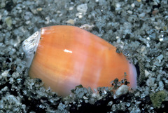 Oliva carneola