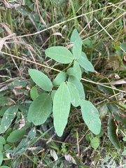 Desmodium canadense