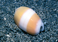 Oliva carneola