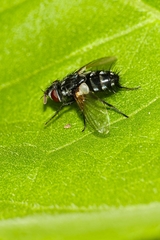 Oestroidea